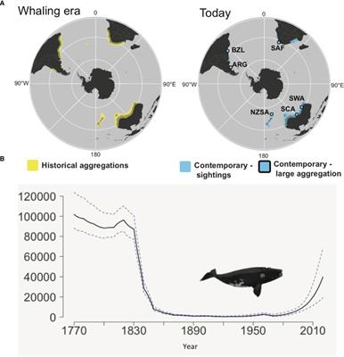 Future Directions in Eubalaena spp.: Comparative Research to Inform Conservation